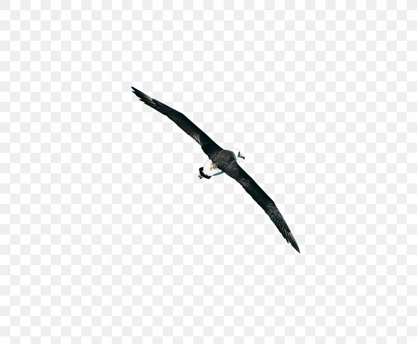 Bird Black White Sky Font, PNG, 3174x2616px, Bird, Black, Black And White, Sky, White Download Free