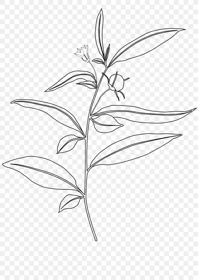 Capsicum Lanceolatum Nightshade Capsicum Baccatum Flower, PNG, 1200x1697px, Capsicum, Artwork, Black And White, Branch, Capsicum Baccatum Download Free