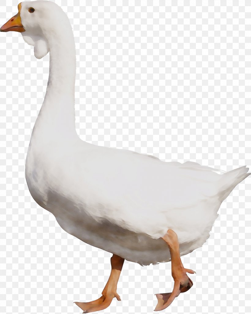 Duck Goose Feather Fauna Neck, PNG, 2180x2725px, Duck, Animal Figure, Beak, Bird, Chicken As Food Download Free