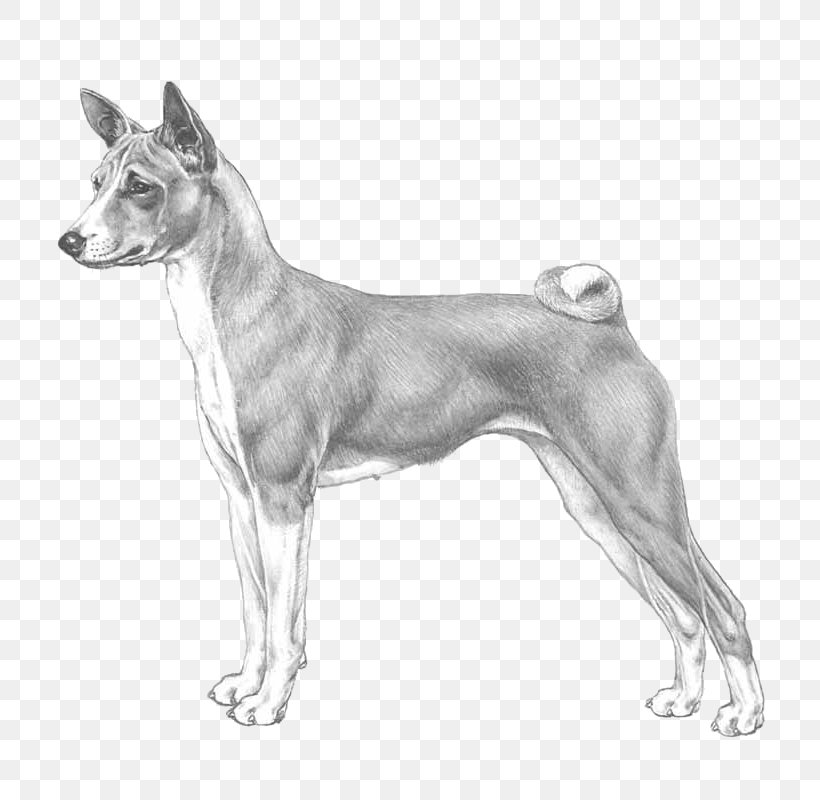 Italian Greyhound Basenji Whippet Dog Breed Old English Terrier, PNG, 800x800px, Italian Greyhound, Ancient Dog Breeds, Basenji, Basset Hound, Black And White Download Free