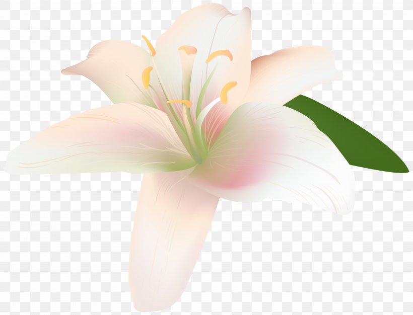 Lilium Cut Flowers Petal Lily Of The Incas, PNG, 8000x6116px, Lilium, Alstroemeriaceae, Cut Flowers, Floral Design, Floristry Download Free