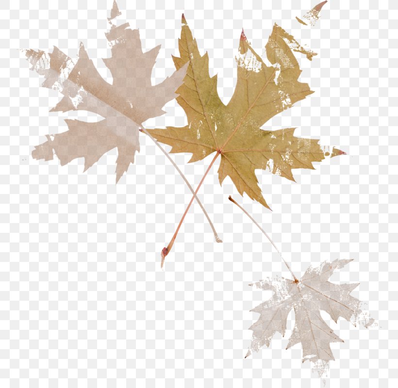 Maple Leaf Осенние листья Branch, PNG, 755x800px, Maple Leaf, Branch, Leaf, Maple, Megabyte Download Free