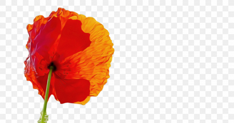 Orange, PNG, 2752x1452px, Red, Coquelicot, Corn Poppy, Flower, Leaf Download Free