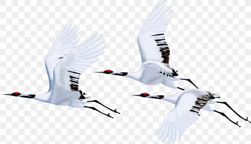 Red-crowned Crane Bird Flight Siberian Crane, PNG, 1748x1003px, Crane, Beak, Bird, Flight, Information Download Free