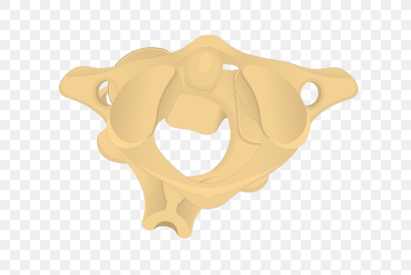 Atlas Axis Cervical Vertebrae Vertebral Column Bone, PNG, 690x550px, Atlas, Anatomy, Axis, Bone, Cervical Vertebrae Download Free