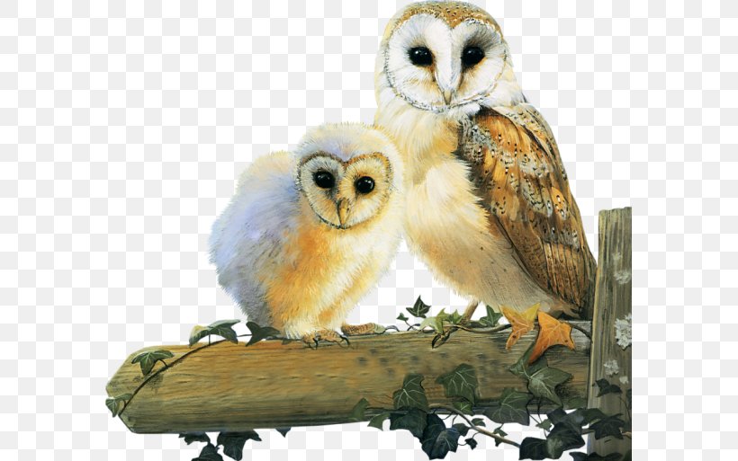 Little Owl Bird Tawny Owl Animal, PNG, 585x513px, Owl, Animal, Beak, Bird, Bird Of Prey Download Free