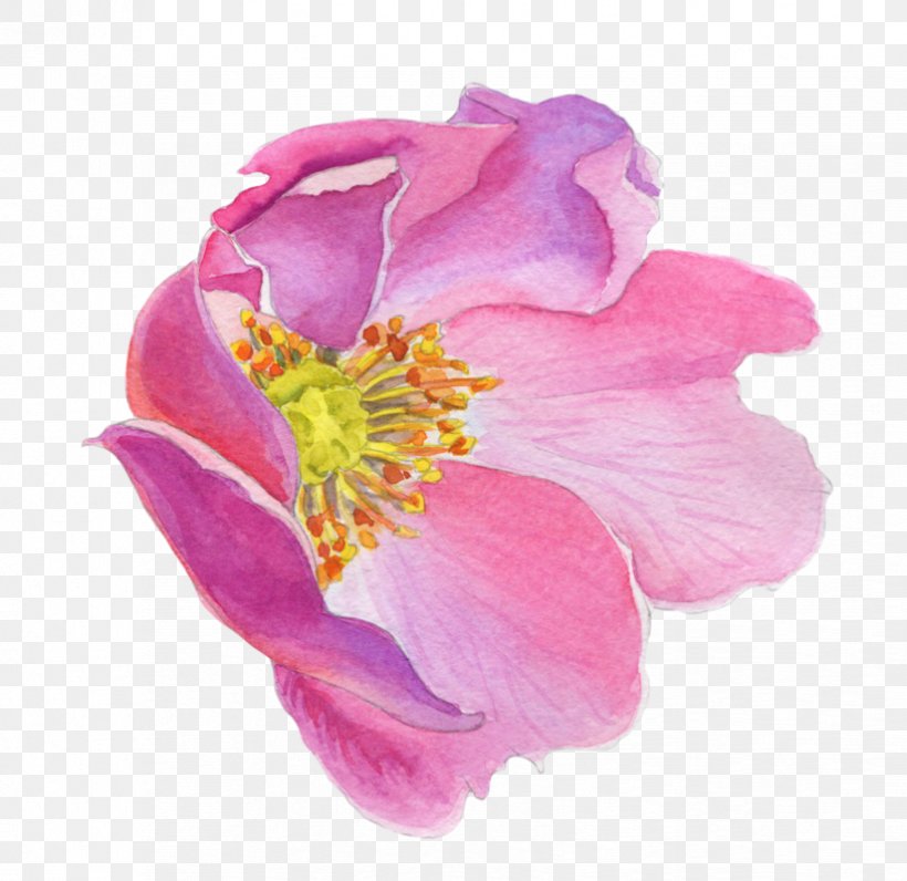 Watercolor Flower Background, PNG, 824x800px, Cabbage Rose, Austrian Briar, California Wild Rose, Camellia, Camellia Sasanqua Download Free