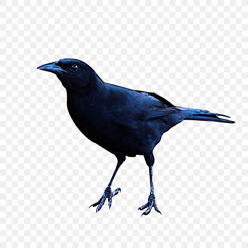 Bird Beak Fish Crow Crow Crow-like Bird, PNG, 1280x1280px, Bird, Beak, Blackbird, Boat Tailed Grackle, Crow Download Free