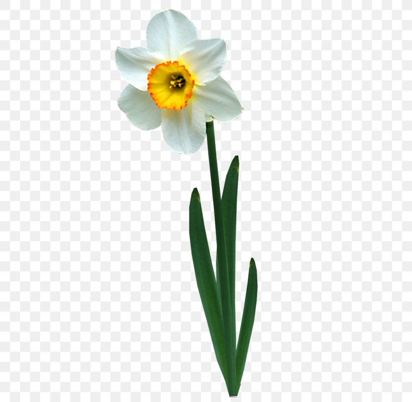 Daffodil Jonquille Animation, PNG, 471x800px, Daffodil, Amaryllis ...
