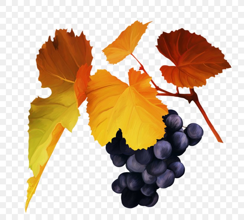 Grape Autumn Clip Art, PNG, 800x740px, Grape, Autumn, Berry, Black, Color Download Free