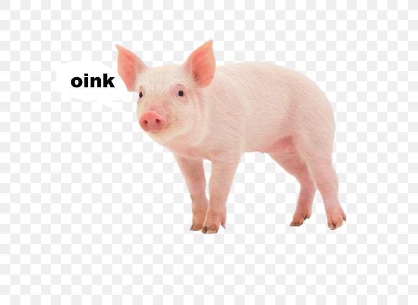 Miniature Pig Stock Photography Royalty-free, PNG, 600x600px, Pig, Depositphotos, Domestic Pig, Farm, Livestock Download Free