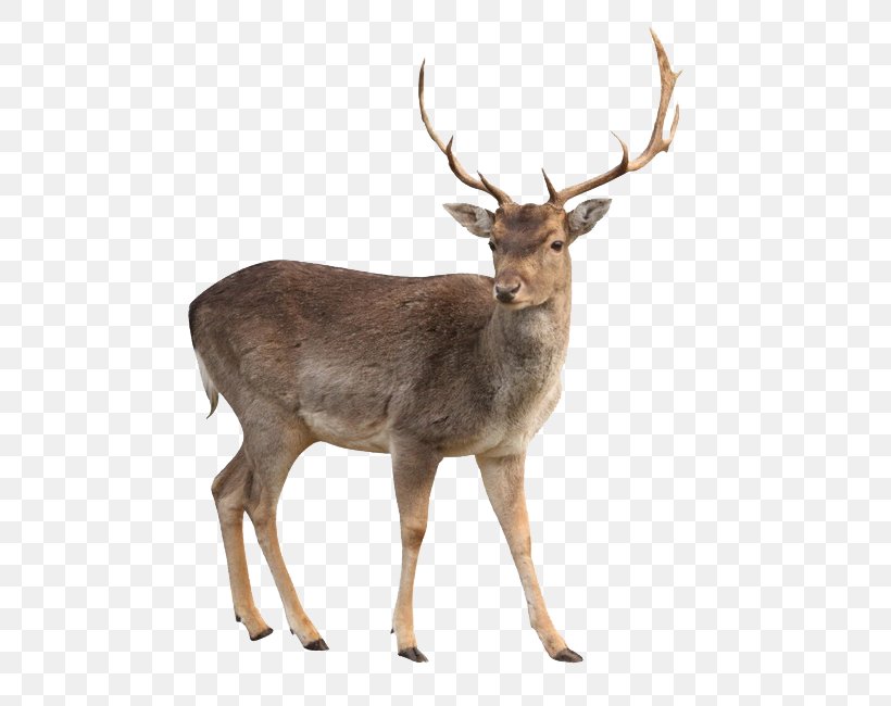 White-tailed Deer Moose Capreolinae Clip Art, PNG, 650x650px, Whitetailed Deer, Antler, Capreolinae, Chital, Deer Download Free