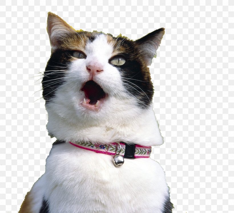 Cat Kitten Desktop Wallpaper Wallpaper, PNG, 1315x1200px, Cat, Aegean Cat, American Wirehair, Animal, Cat Like Mammal Download Free