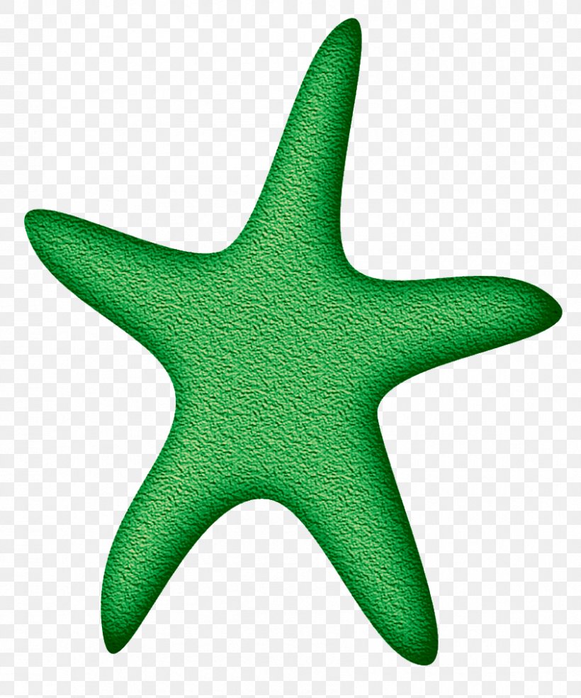 Starfish Echinoderm Line, PNG, 843x1012px, Starfish, Echinoderm, Invertebrate, Marine Invertebrates, Organism Download Free