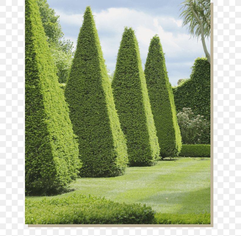 Box Garden Design Knot Garden, PNG, 710x803px, Box, Biome, Conifer, English Landscape Garden, Evergreen Download Free