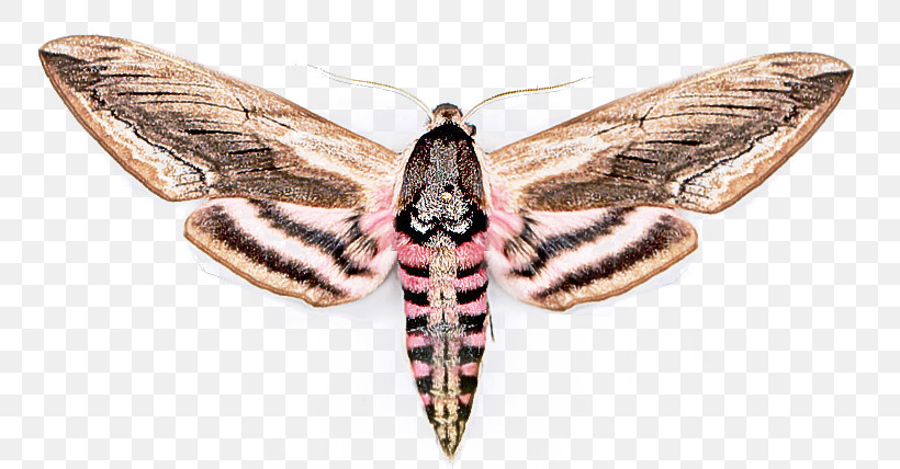 Insect Moth Moths And Butterflies Lymantria Dispar Dispar Hawk Moths, PNG, 774x428px, Insect, Bombycidae, Emperor Moths, Hawk Moths, Lymantria Dispar Dispar Download Free
