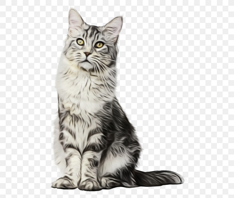Kitten American Shorthair Maine Coon Oxygen Saturation Domestic Short-haired Cat, PNG, 523x692px, Watercolor, American Shorthair, California Spangled, Contec, Contec Cms60d Handheld Pulse Oximeter With Adult Download Free