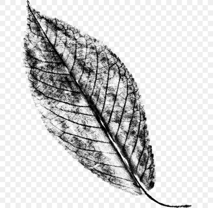 Leaf Line, PNG, 658x800px, Leaf, Blackandwhite, Botany, Drawing, Feather Download Free
