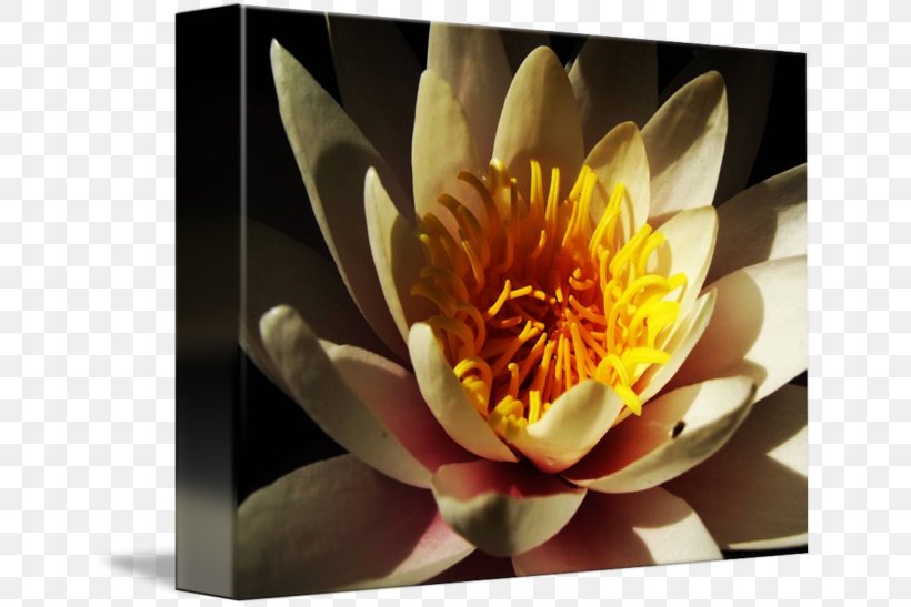 Paper Canvas Print Photographic Printing, PNG, 650x547px, Paper, Canvas, Canvas Print, Flora, Flower Download Free