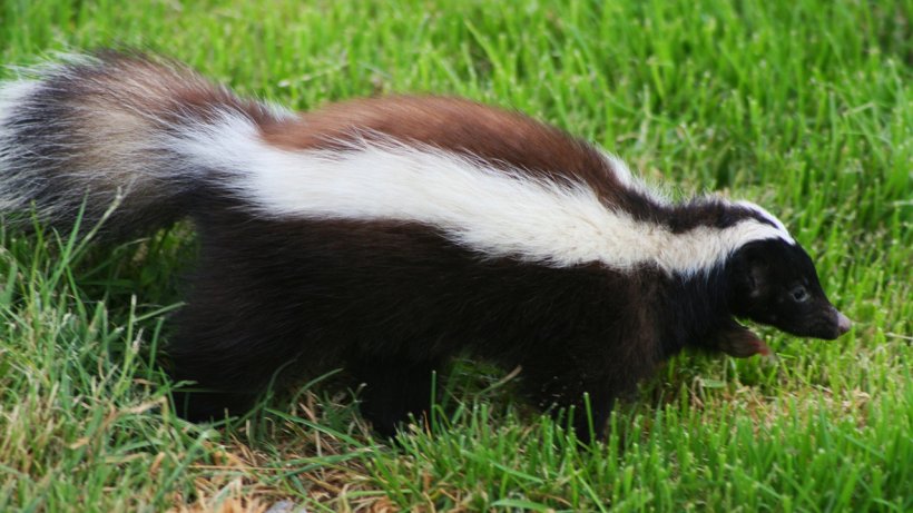 Patagonia Humboldt's Hog-nosed Skunk Musteloidea Coyote, PNG, 1280x720px, Patagonia, Caniformia, Carnivora, Coyote, Eastern Spotted Skunk Download Free