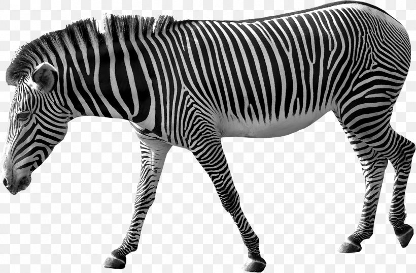 Clip Art Image Stock.xchng Transparency, PNG, 1725x1130px, Zebra, Animal Figure, Blackandwhite, Mammal, Mane Download Free