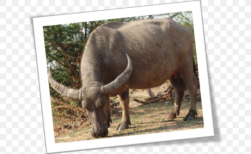 Wild Water Buffalo Cattle Tamaraw American Bison, PNG, 640x505px, Water Buffalo, African Buffalo, American Bison, Bison, Bovinae Download Free