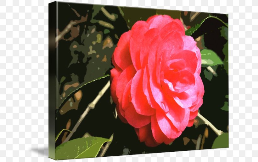 Centifolia Roses Memorial Rose Garden Roses Rosaceae Floribunda, PNG, 650x517px, Centifolia Roses, Camellia, China Rose, Floribunda, Flower Download Free