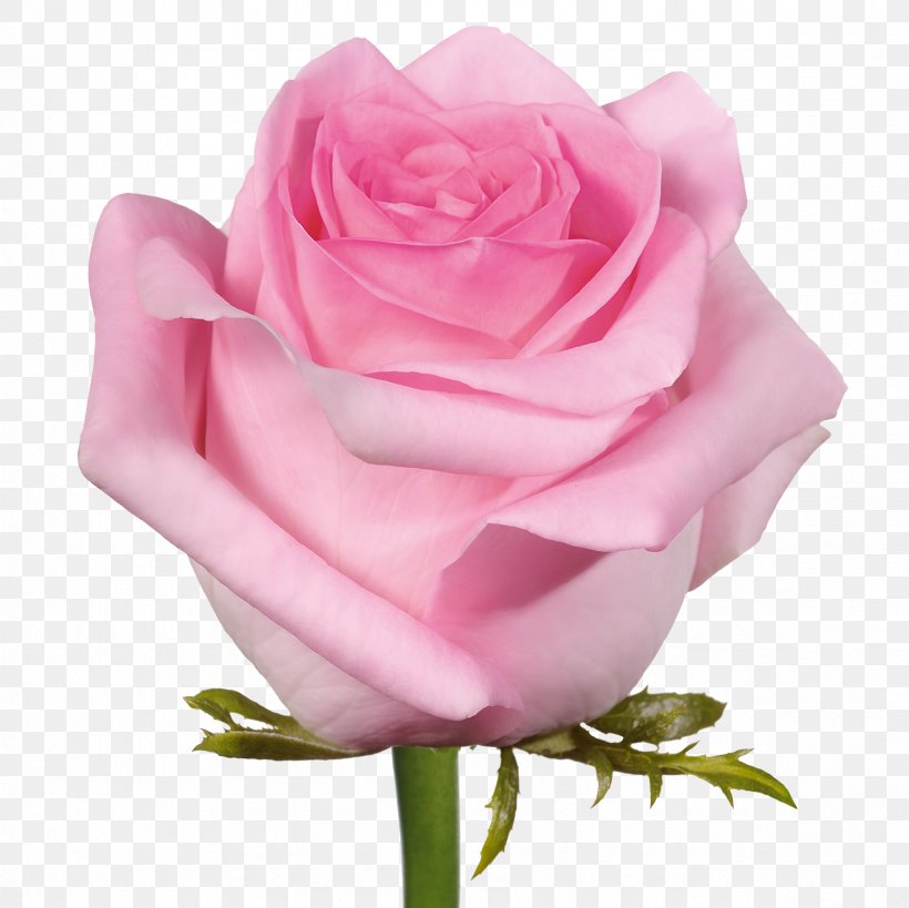 Cut-flower Roses Garden Roses Pink, PNG, 2362x2362px, Cutflower Roses, Blue, Blue Rose, China Rose, Color Download Free
