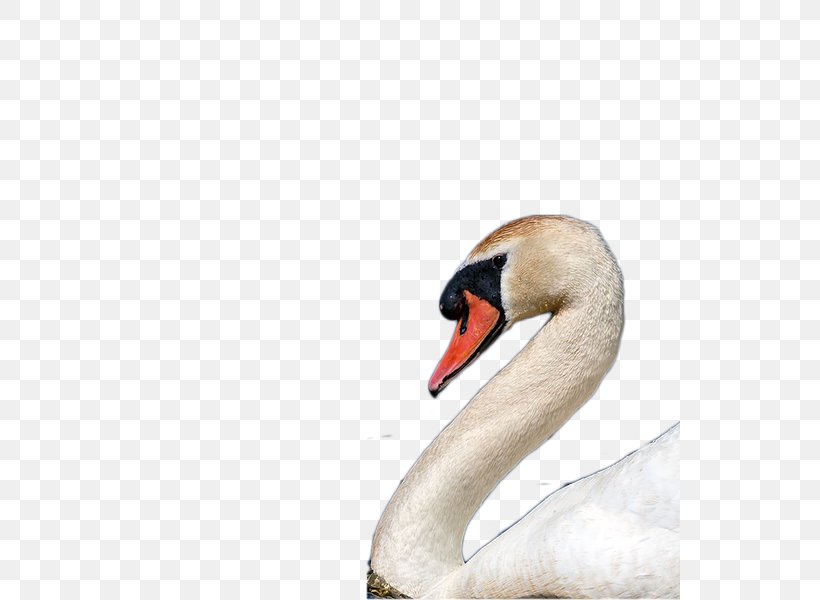 Cygnini Icon, PNG, 541x600px, Cygnini, Beak, Bird, Ducks Geese And Swans, Fauna Download Free