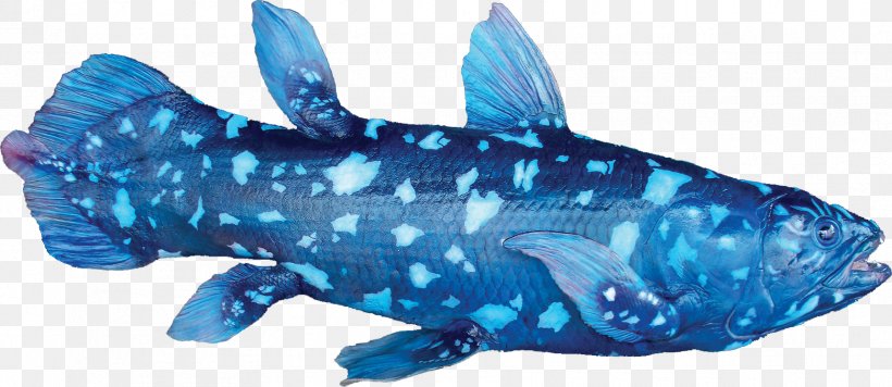 Fish West Indian Ocean Coelacanth Indonesian Coelacanth Living Fossil, PNG, 1721x749px, Fish, Animal Figure, Bichir, Cobalt Blue, Coelacanth Download Free