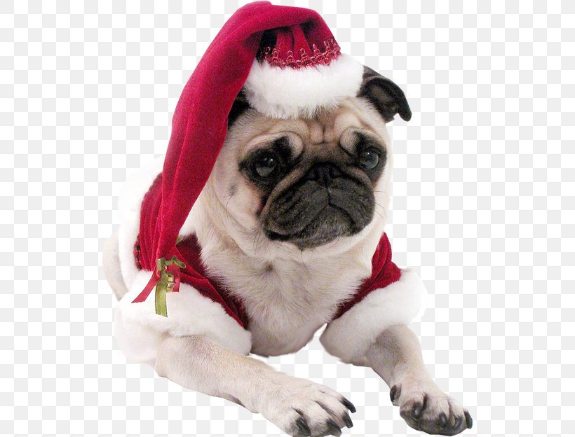 Pug Whippet Shih Tzu Puppy Christmas, PNG, 624x624px, Pug, Animal, Carnivoran, Christmas, Christmas Ornament Download Free