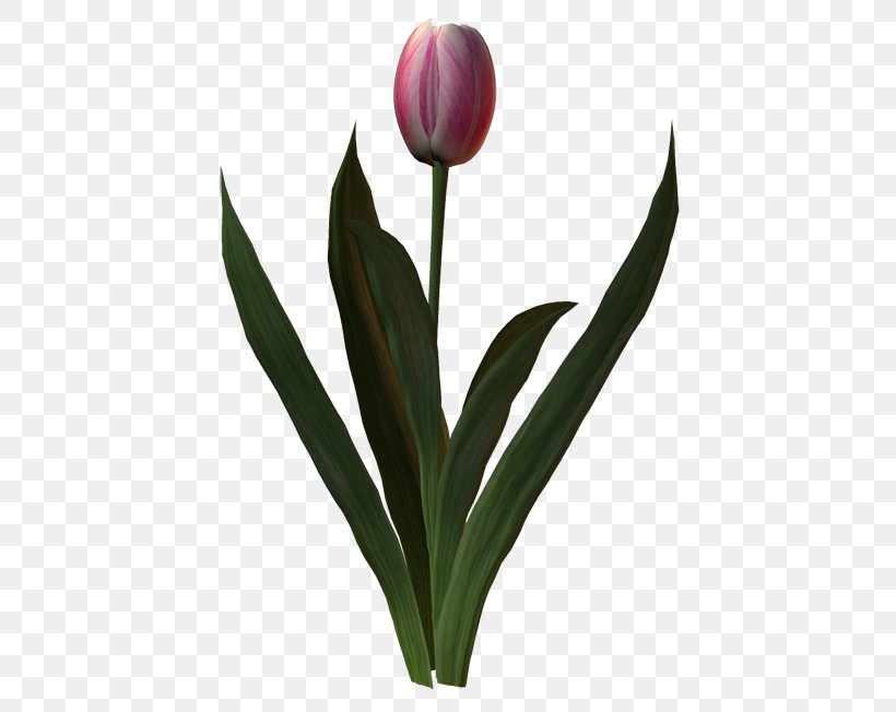 Tulip Cut Flowers Petal Plant Stem, PNG, 500x652px, Tulip, April, Blog, Bud, Cut Flowers Download Free
