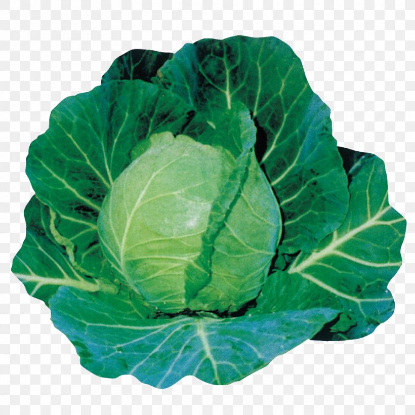Cabbage Leaf Vegetable Spring Greens Collard Greens, PNG, 960x960px, Cabbage, Collard Greens, Digital Cameras, Food, Green Download Free