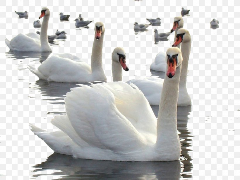 Cygnini Cisnes Y Gansos Clip Art, PNG, 980x735px, Cygnini, Beak, Bird, Digital Image, Ducks Geese And Swans Download Free