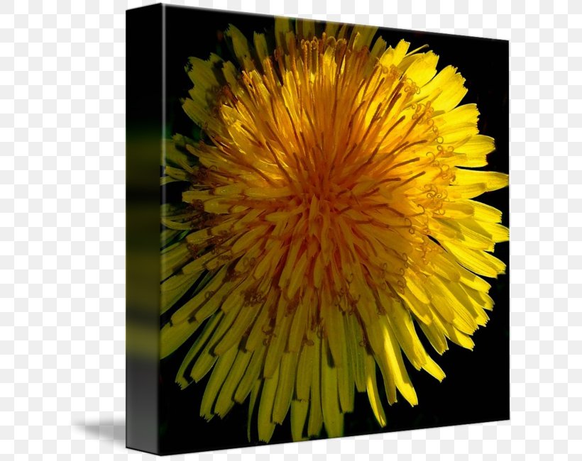 Dandelion Common Sunflower Chrysanthemum Petal, PNG, 632x650px, Dandelion, Chrysanthemum, Chrysanths, Common Daisy, Common Sunflower Download Free