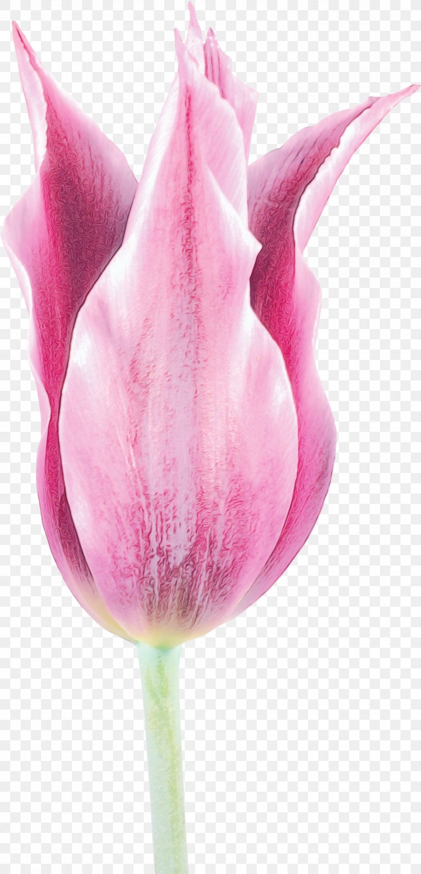 Pink Petal Tulip Flower Plant, PNG, 1447x3000px, Watercolor, Bud, Closeup, Flower, Flowering Plant Download Free
