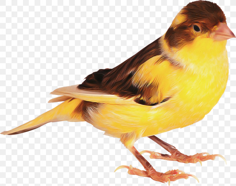 Bird Atlantic Canary Beak Canary Finch, PNG, 1024x810px, Bird, Atlantic Canary, Beak, Canary, Emberizidae Download Free