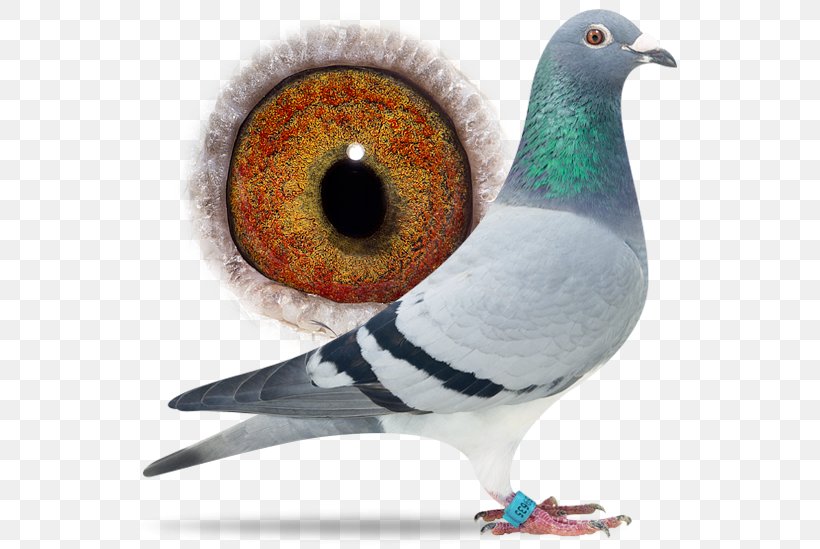 Columbidae Pigeon Racing Aaldering Pigeons Animal Mother, PNG, 556x549px, Columbidae, Aaldering Pigeons, Animal, Beak, Bird Download Free