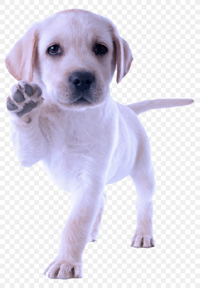 Dog Dog Breed Puppy Labrador Retriever Retriever, PNG, 1268x1826px, Dog, Dog Breed, Labrador Retriever, Puppy, Retriever Download Free