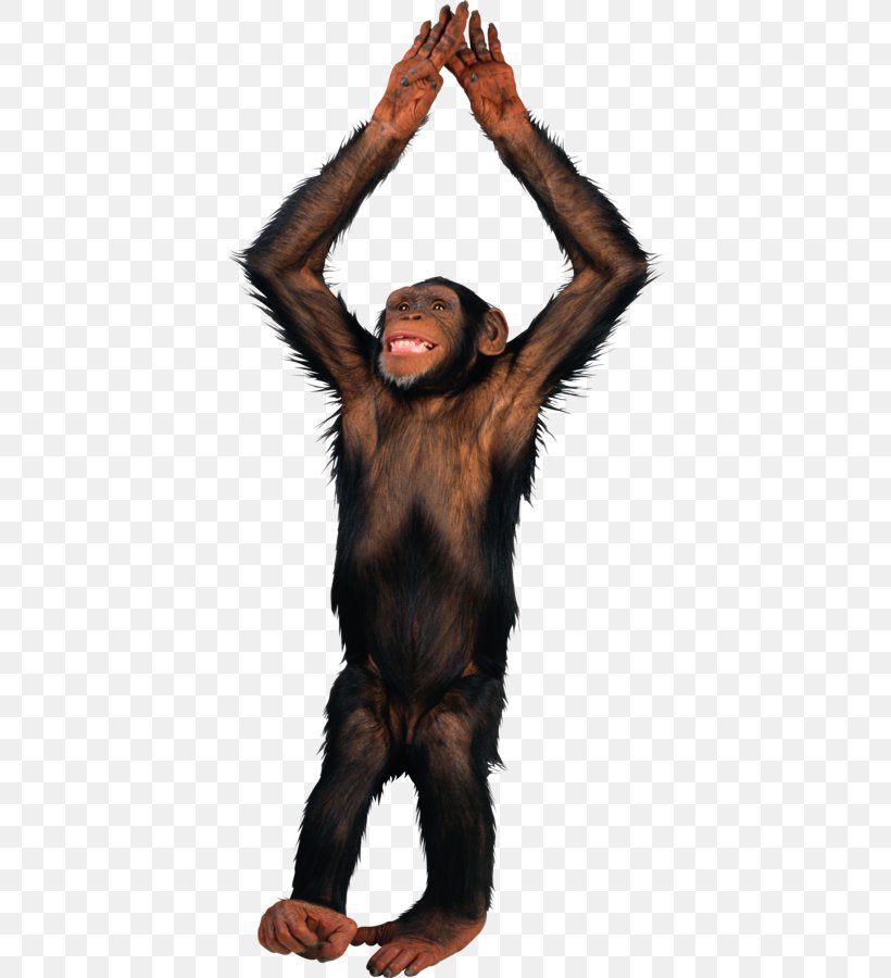 Primate Clip Art Monkey Image, PNG, 408x900px, Primate, Chimpanzee, Common Chimpanzee, Fur, Great Ape Download Free