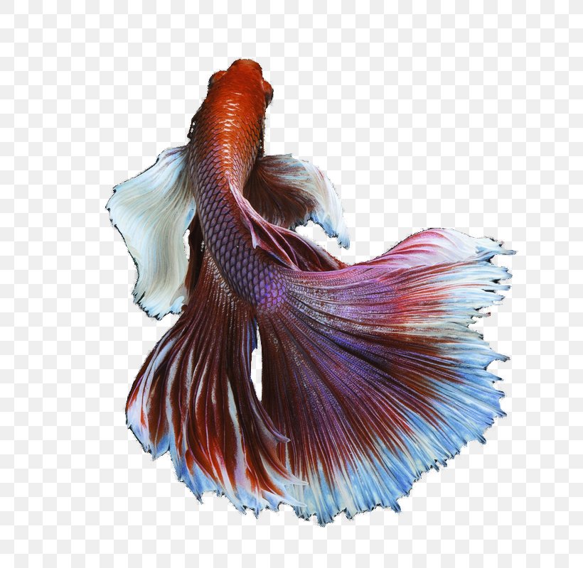 Siamese Fighting Fish Goldfish, PNG, 800x800px, Siamese Fighting Fish, Feather, Fish, Goldfish, Gratis Download Free