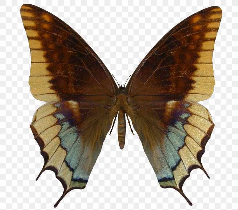 Swallowtail Butterfly Insect Battus Philenor Battus Polydamas, PNG, 1700x1500px, Butterfly, Aristolochia, Arthropod, Battus, Battus Crassus Download Free