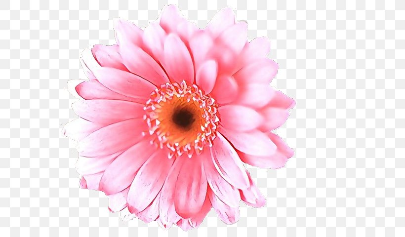 Artificial Flower, PNG, 640x480px, Cartoon, Artificial Flower, Barberton Daisy, Cut Flowers, Daisy Family Download Free
