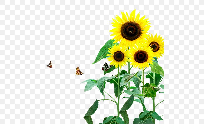 Common Sunflower Download Clip Art, PNG, 500x500px, Common Sunflower, Daisy Family, Designer, Flower, Flowering Plant Download Free