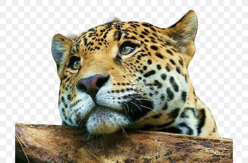 Leopard Cheetah Cat Mobile Phones Desktop Wallpaper, PNG, 720x540px, Leopard, Aida Cloth, Android, Animal, Big Cat Download Free
