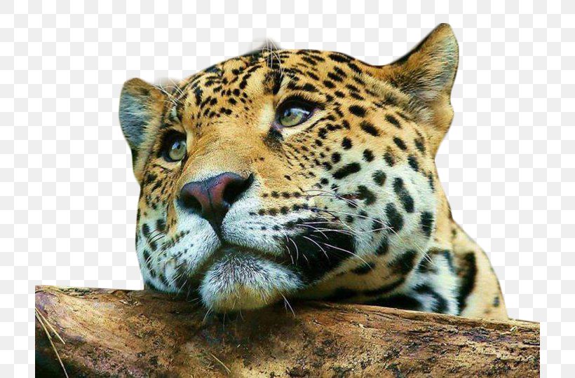 Leopard Cheetah Cat Mobile Phones Desktop Wallpaper Png 7x540px Leopard Aida Cloth Android Animal Big Cat