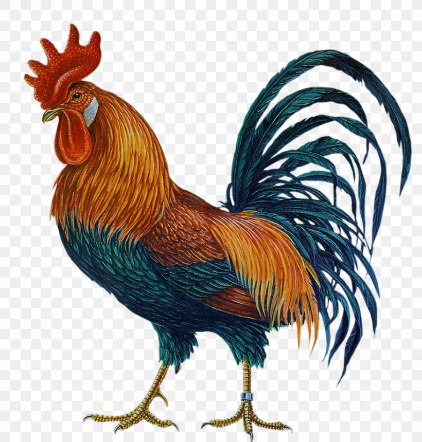 Chicken Rooster Clip Art Hahn/Cock, PNG, 877x920px, Chicken, Beak, Bird, Feather, Fowl Download Free