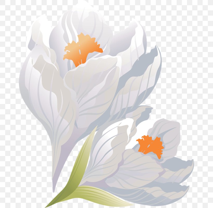 Crocus Flower Floral Design Petal Clip Art, PNG, 675x800px, Crocus, Floral Design, Flower, Flowering Plant, Leaf Download Free