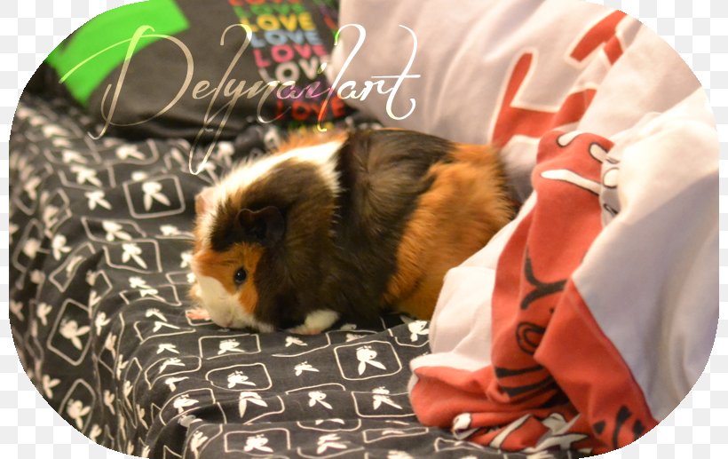 Guinea Pig, PNG, 800x517px, Guinea Pig, Guinea, Mammal, Pig, Rodent Download Free