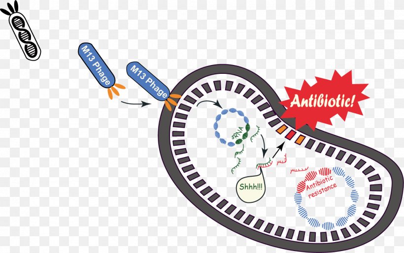 Phagemid M13 Bacteriophage Plasmid International Genetically Engineered Machine, PNG, 1419x891px, Bacteriophage, Antibiotic Sensitivity, Antibiotics, Antimicrobial Resistance, Area Download Free